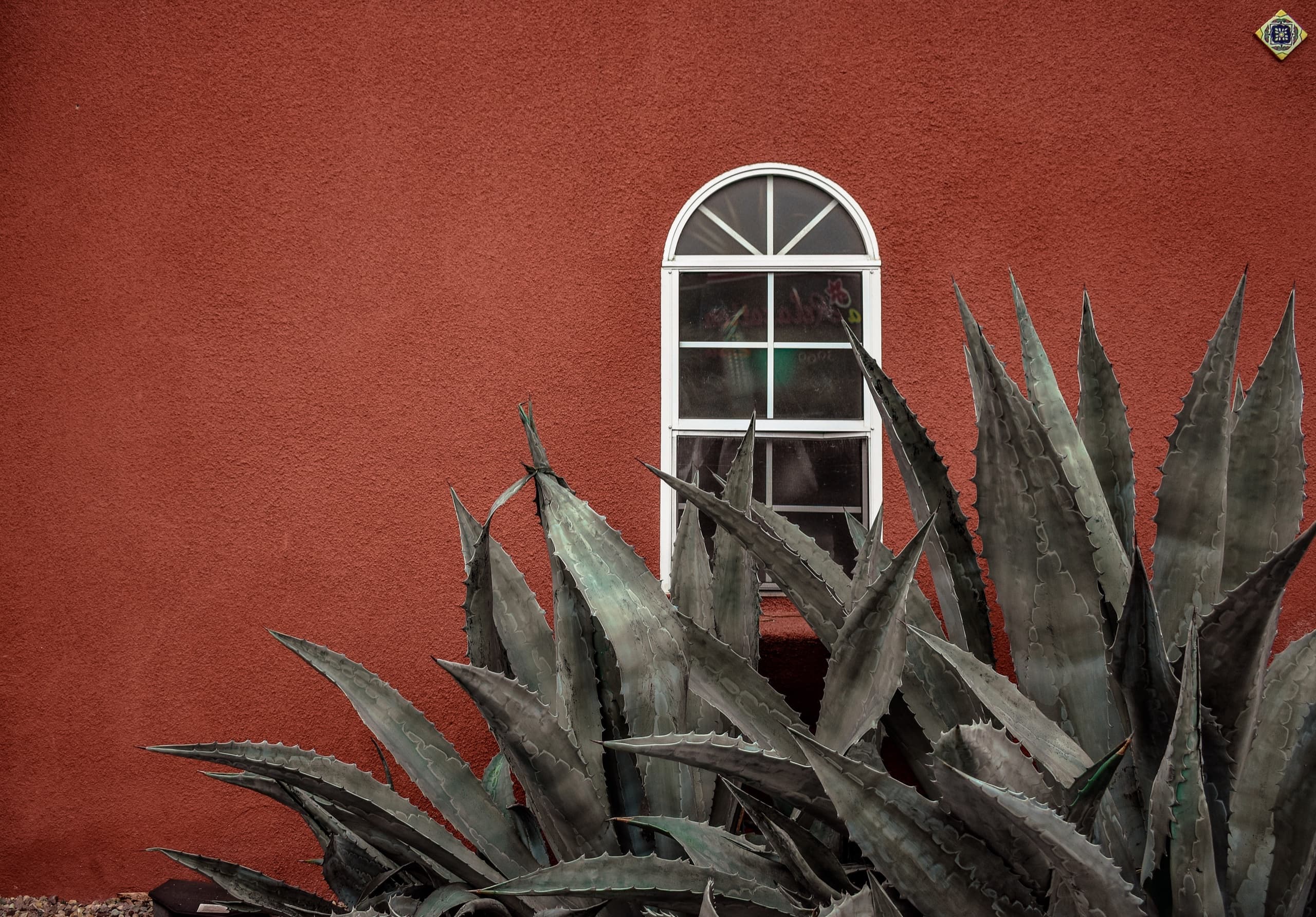 Agaves devant un mur rouge percé d’une fenêtre cintrée blanche