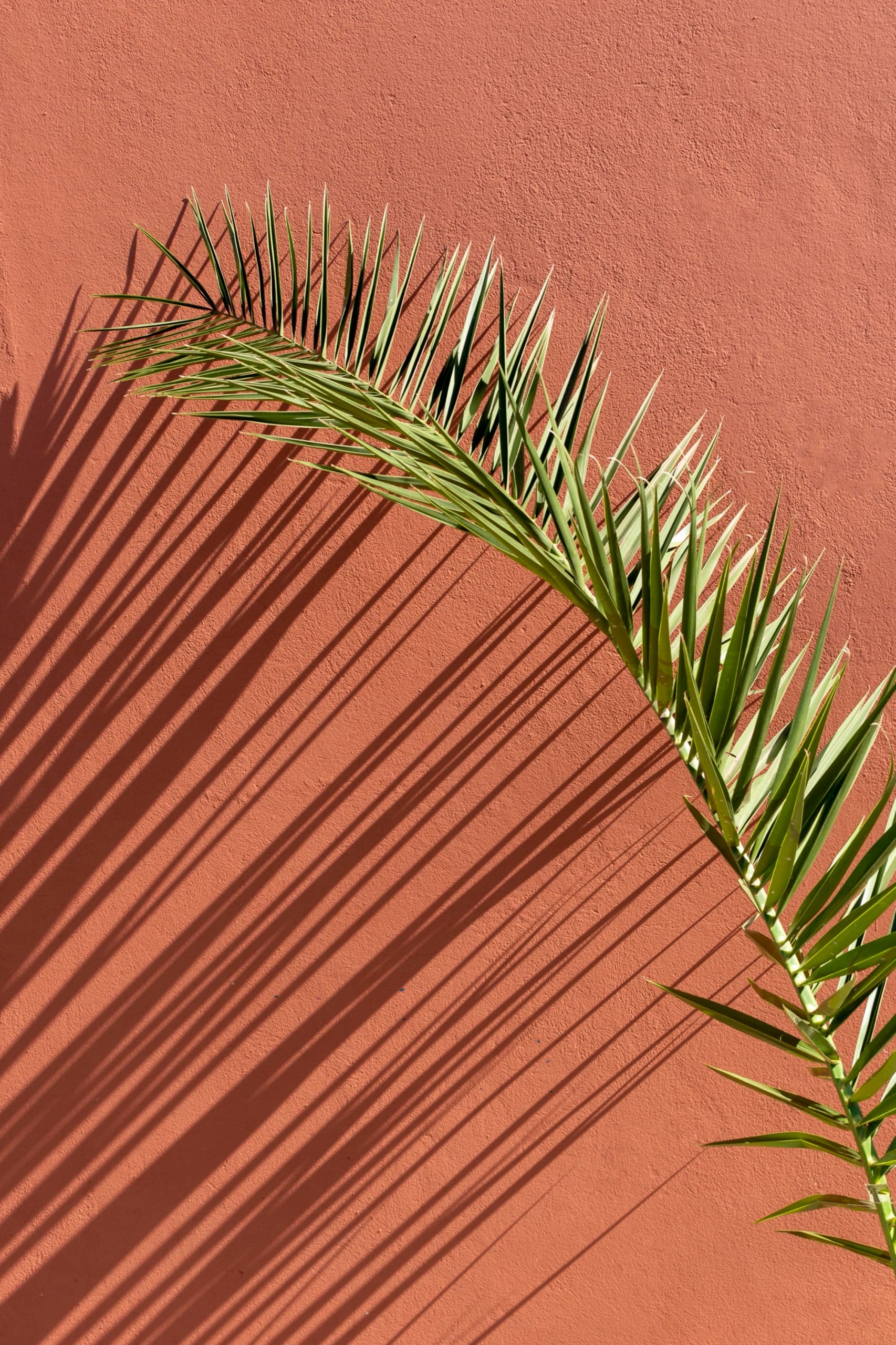 Palme verte et son ombre portée sur un mur de terre cuite